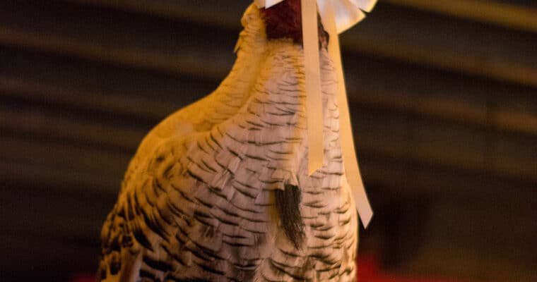 J&rsquo;ai testé : Le Dindon Dandy